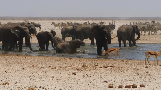 happy elephants splashing in the water after a long and hot drought 503