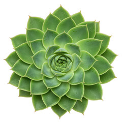 Fototapeta premium Green succulent plant with symmetrical petals isolated on transparent background