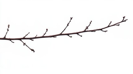 Red buds on bare tree branch signaling the arrival of spring in a cloudy sky