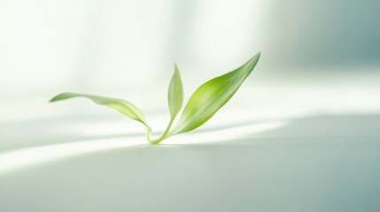 Fototapeta premium Fresh green plant leaf resting on white surface illuminated by soft light in a minimalist setting, symbolizing growth and vitality