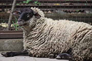 Black-faced sheep resting on the ground inside farm enclosure