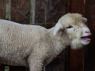 Naklejka premium Cute baby lamb bleating in wooden pen close-up