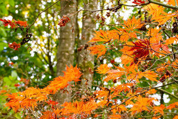 A branch of maple Acer japonicum ' Aconitifolium' in the autumn garden