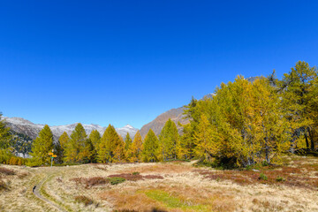 High mountain panorama in autumn with green and yellow colored larches, blue sky, in the Swiss Alps.