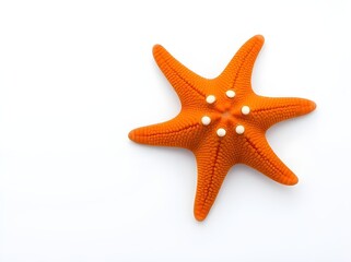 Isolated on a white backdrop, this orange starfish has a rough surface and a marine feel.