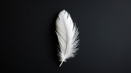 Obraz premium White feather resting on a dark background highlighting its delicate texture and natural beauty