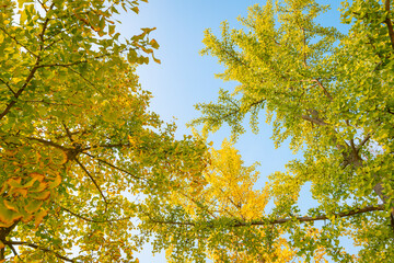 autumn gingko leaves on the tree
