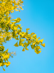 autumn gingko leaves on blue sky
