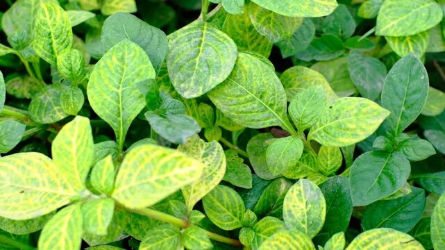 A bunch of green leaves with yellow spots