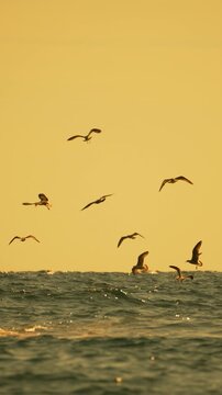 Seagulls flying ocean waves, golden hour light, tranquil scene of birds soaring freely over water at sunrise