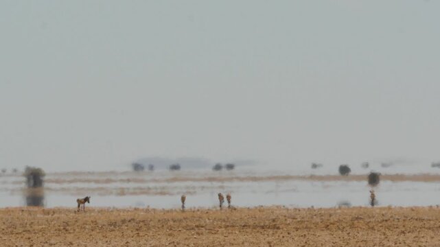 Fata Morgana - desert landscape in hot shimmering air with water illusion 4