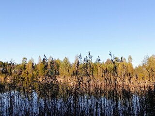 reeds in the morning