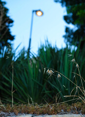 lantern and grass