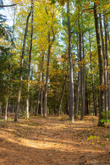 Obraz premium autumn amongst the pine of willard brook