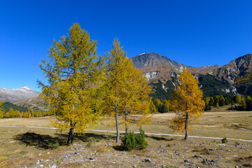 High mountain panorama in autumn with green and yellow colored larches, blue sky, in the Swiss Alps.