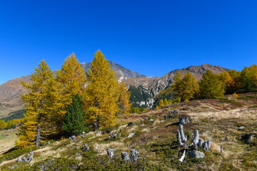 High mountain panorama in autumn with green and yellow colored larches, blue sky, in the Swiss Alps.