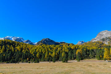 High mountain panorama in autumn with green and yellow colored larches, blue sky, in the Swiss Alps.