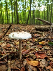 mushroom in the forest