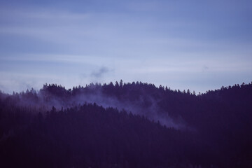 Dense pine-covered mountain in southern Poland wrapped in gentle morning mist under a pale sky, showcasing serene natural beauty.