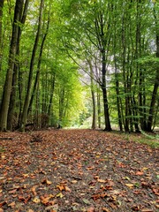 path in autumn forest