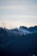 Early fog rolls over a pine forest on a mountain in southern Poland, creating a calm, mystical atmosphere perfect for nature enthusiasts.