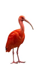 A vibrant scarlet ibis stands tall on its slender legs against a stark white background, showcasing its distinctive curved beak and bright red plumage.