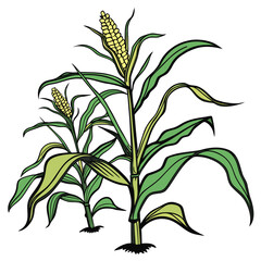 Illustration of two corn stalks with green leaves and yellow corn cobs on a white background drawing style © sajida