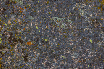 Weathered rock displays intricate textures of lichen in a serene outdoor environment. Natural daylight enhances the rough surfaces and organic patterns, creating a captivating scene.