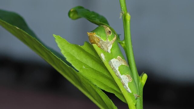 Daphnis Nerii Caterpillar on Lemon Leaf.