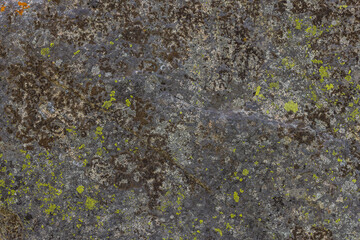 Rugged grey rock displays vibrant lichen growth in natural outdoor landscape. Daytime light enhances textured surfaces, showcasing natural beauty and resilience.