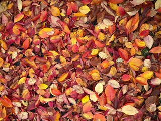 autumn leaves background
