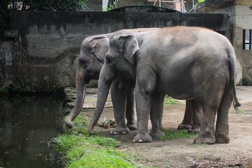 Two Sumatran elephants standing near water in zoo enclosure