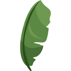 A Single Vibrant Green Banana Leaf With A Darker Green Vein Shown In Full View Against A White Transparent Background With Natural Lighting