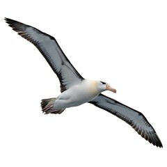 A majestic albatross with broad wings outstretched soars gracefully through the sky against a stark white background.