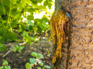 Close-up view captures cherry tree sap dripping from trunk, showcasing natural beauty. Bright foliage serves as a vibrant background in a serene garden setting.