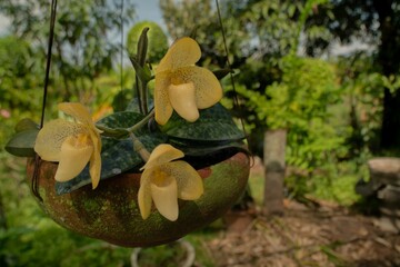 The species orchids is Paphiopedilum at lnursery in Thailand, Natural background with beautiful Paphiopedilum concolor. Selective focus and free space for text. Activities and garden in holiday.