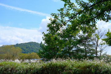 Autumn Korean Silver Grass Field and Mountain Landscape with Blue Sky, South Korea