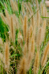 Vertical Close-up of Korean Fountain Grass in Autumn, South Korea