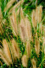 Vertical Close-up of Fountain Grass in Autumn Sunlight, South Korea
