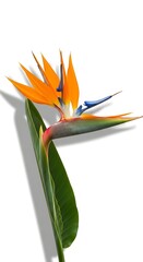 A vibrant Bird of Paradise flower with its distinctive orange and blue petals and a large green leaf, set against a clean white background with a soft shadow.