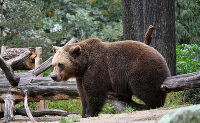 European bear