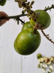 A close-up of round, green fruit growing in clusters on the branches of a tropical plant, with a slightly blurred background and eroded fruit skin, showcasing natural details. 