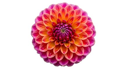 A vibrant, close-up, top-down view of a dahlia flower with a pompon shape, showcasing its intricate layers of petals in shades of pink, orange, and deep purple.