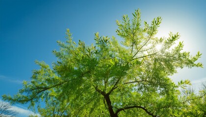 Obraz premium Green Almond Foliage In The Spring Season New Almond Tree Foliage In Sunny Weather Against The Blue Sky