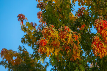 Large tree with colorful autumn leaves showcasing a blend of green and orange hues under a bright blue sky, highlighting the beauty of natures seasonal transformation