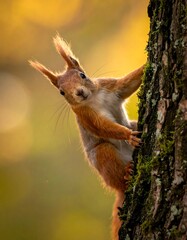 Curious red squirrel peeking from tree trunk in golden light