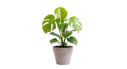 Obraz premium realistic house plant in pot isolated 