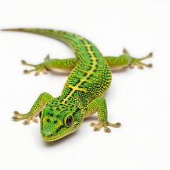 A vibrant green gecko with black spots and yellow markings is captured in a studio shot against a clean white background.