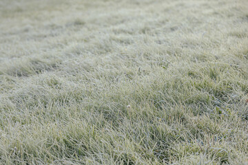 Expansive green grass field adorned with dew drops, reflecting morning light, evoking a peaceful and refreshing ambiance in the natural environment