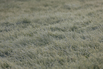 Expansive green grass field adorned with dew drops, reflecting morning light, evoking a peaceful...